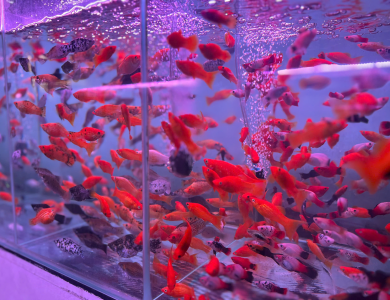 Cửa Hàng Cá Kiểng Giá Rẻ Dĩ An