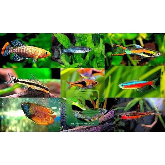 Cá Thuỷ Sinh Bình Dương