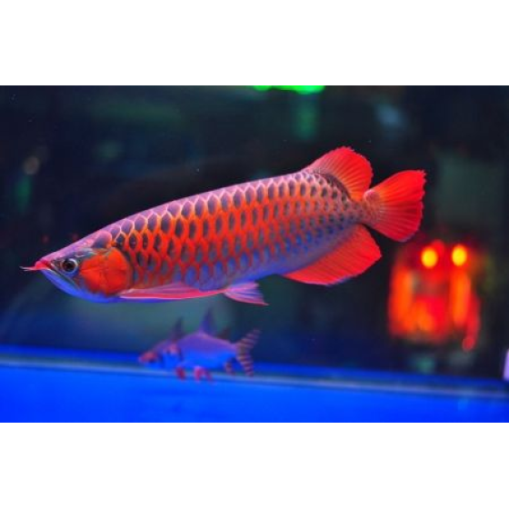 Cá Rồng Huyết Long Giá Rẻ Bình Dương 