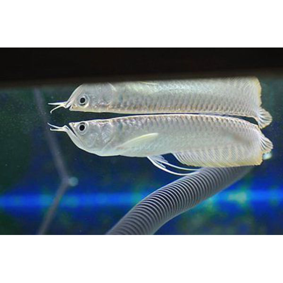 Cá Rồng Ngân Long Dĩ An