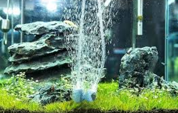 Cửa Hàng Bán Phụ Kiện Hồ Cá Giá Rẻ Dĩ An