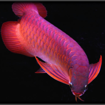 Cá Rồng Huyết Long