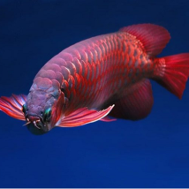Cá Rồng Huyết Long Bình Dương