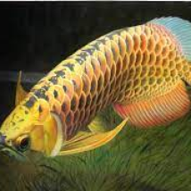Cá Rồng Kim Long Bình Dương 