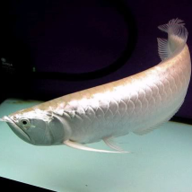 Cá Rồng Ngân Long Bình Dương 