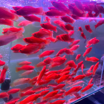 Cá Thuỷ Sinh Dĩ An Bình Dương