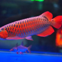 Cá Rồng Huyết Long Giá Rẻ Bình Dương 