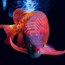 Cá Rồng Huyết Long FAFU