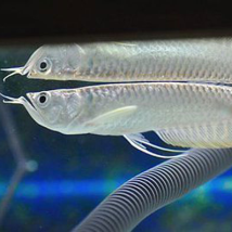 Cá Rồng Ngân Long Dĩ An
